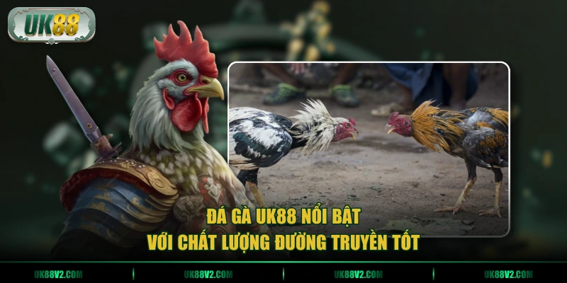 Đá gà UK88 nổi bật với chất lượng đường truyền tốt
