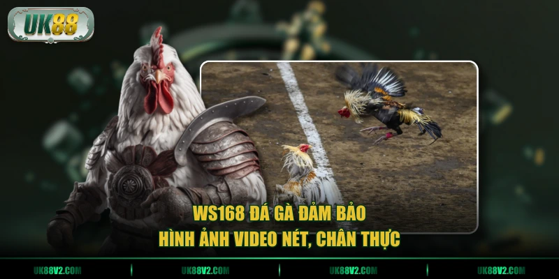 WS168 đá gà đảm bảo hình ảnh video nét, chân thực